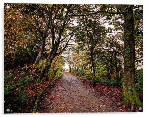  The Woodland Path Acrylic by David McCulloch