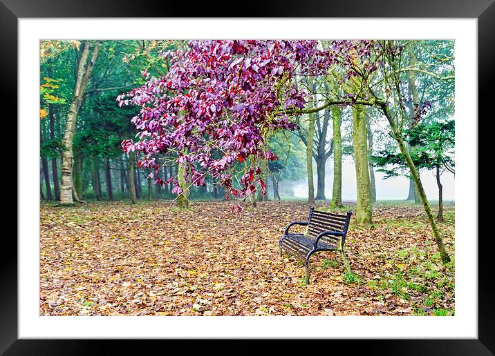 Autumn Colour in the Park  Framed Mounted Print by Valerie Paterson
