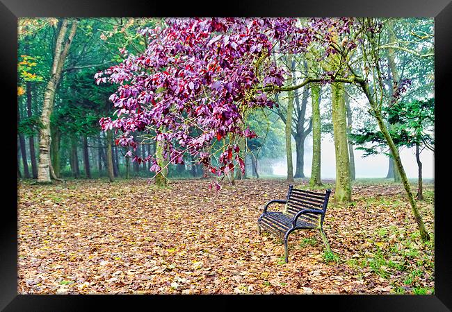 Autumn Colour in the Park  Framed Print by Valerie Paterson