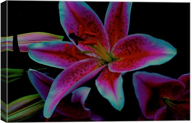The floral celebrity Stargazer Lilies  Canvas Print by Sue Bottomley