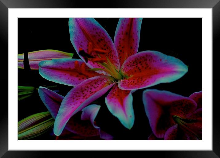 The floral celebrity Stargazer Lilies  Framed Mounted Print by Sue Bottomley