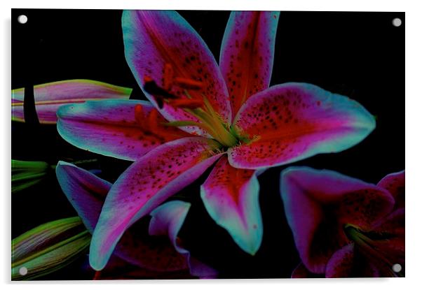 The floral celebrity Stargazer Lilies  Acrylic by Sue Bottomley