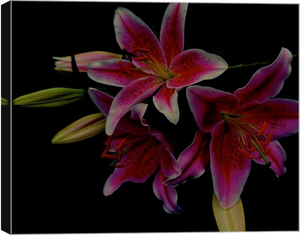 The Floral Celebrity Stargazer Lilies  Canvas Print by Sue Bottomley