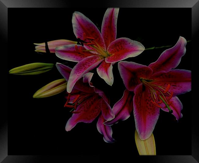 The Floral Celebrity Stargazer Lilies  Framed Print by Sue Bottomley