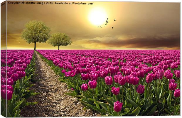  field of tulips  Canvas Print by Heaven's Gift xxx68