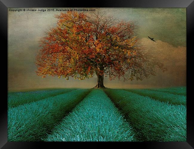  The Autumn tree  Framed Print by Heaven's Gift xxx68