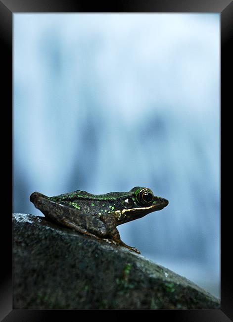 Rainforest Frog Framed Print by Alexander Mieszkowski