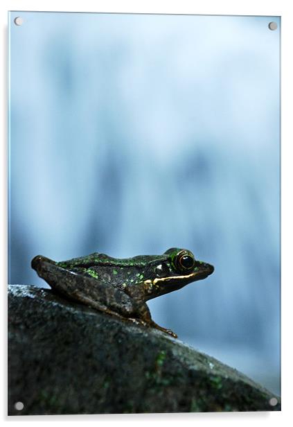 Rainforest Frog Acrylic by Alexander Mieszkowski