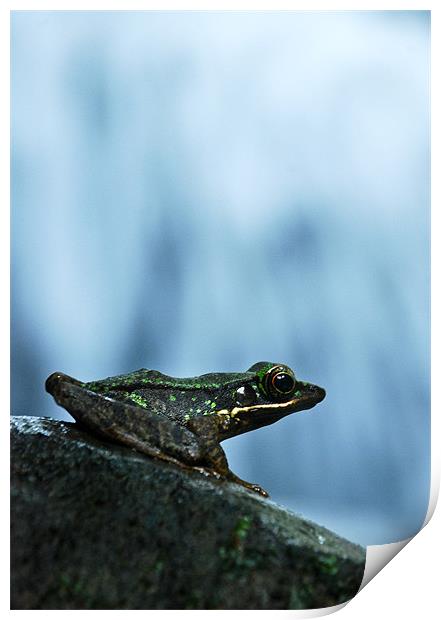 Rainforest Frog Print by Alexander Mieszkowski