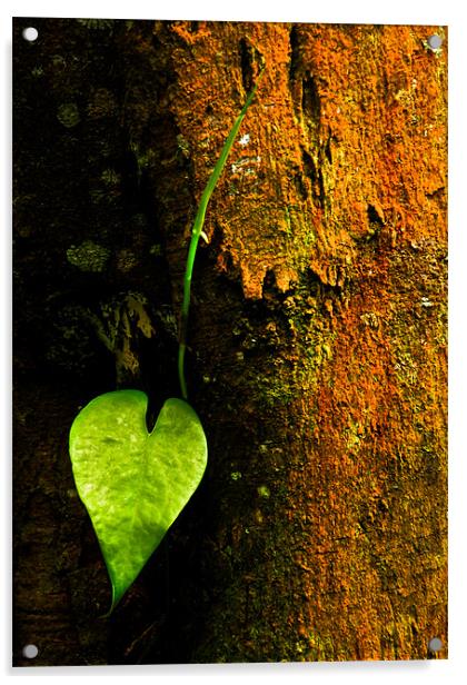 Leaf Love Acrylic by Alexander Mieszkowski