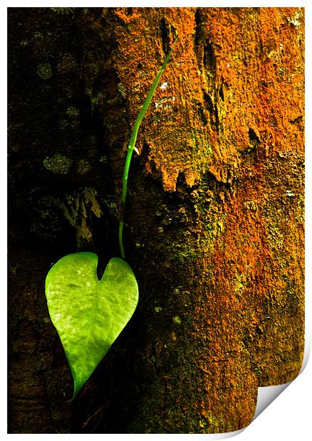 Leaf Love Print by Alexander Mieszkowski