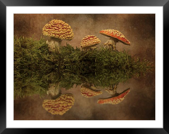  Arty fly agaric Framed Mounted Print by paul hudson