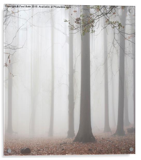  Misty Woodland Acrylic by Paul Bate