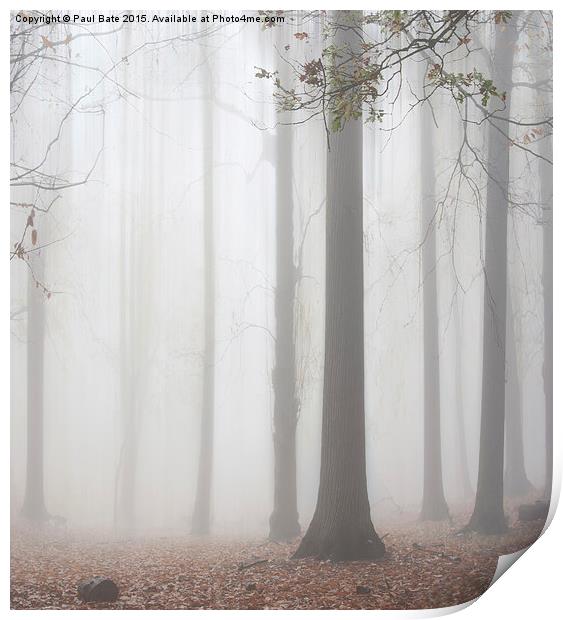  Misty Woodland Print by Paul Bate