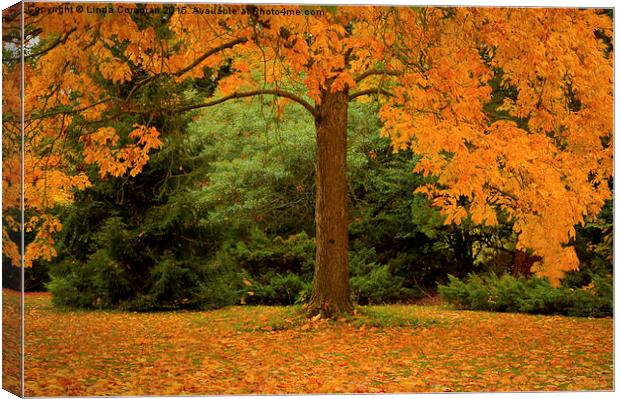  Autumn Leaves Canvas Print by Linda Corcoran LRPS CPAGB