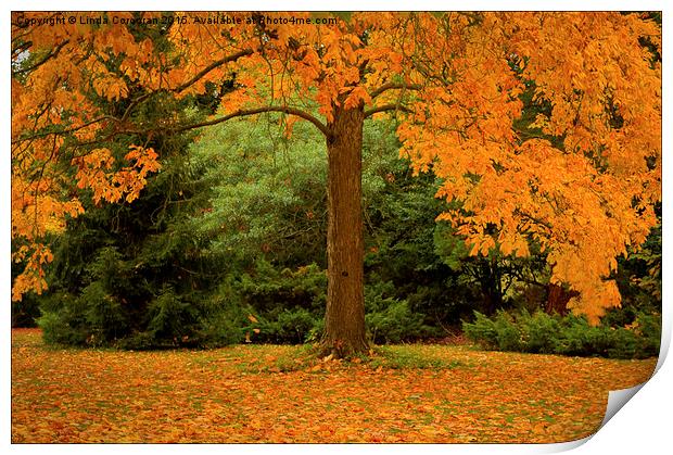  Autumn Leaves Print by Linda Corcoran LRPS CPAGB