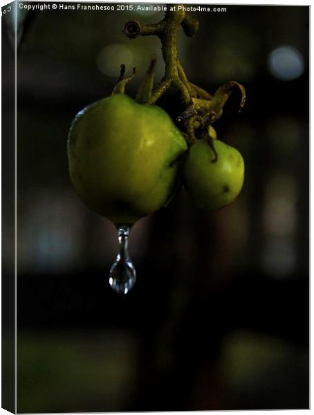  A little drop of water Canvas Print by Hans Franchesco
