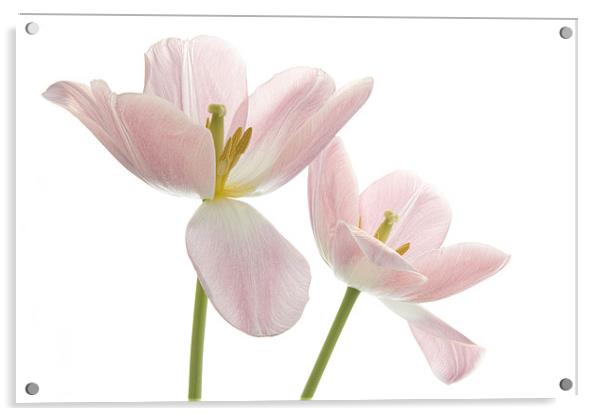 Tulips Acrylic by Ann Garrett