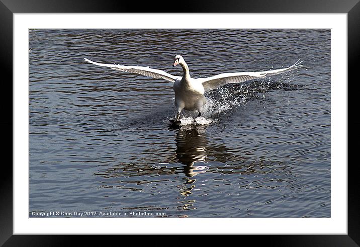 Swan touches down Framed Mounted Print by Chris Day