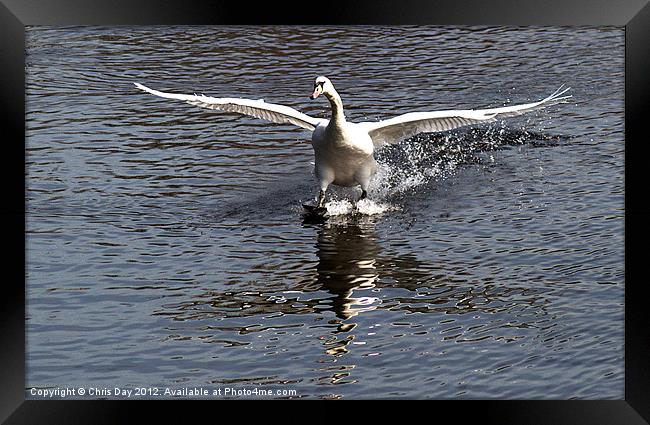 Swan touches down Framed Print by Chris Day