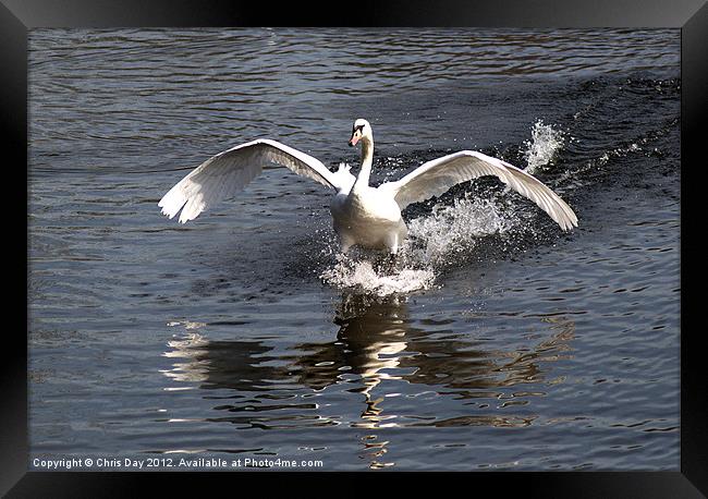 Swan Water Skiing Framed Print by Chris Day