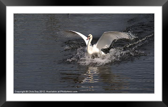 Swans final landing Framed Mounted Print by Chris Day