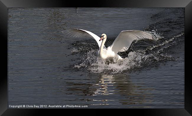 Swans final landing Framed Print by Chris Day