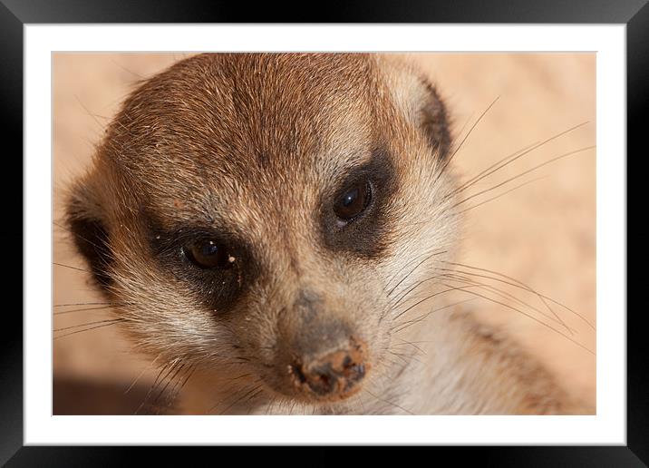 Meercat Smile Framed Mounted Print by Peter West