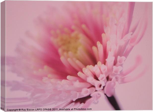 PINK FLOWER Canvas Print by Ray Bacon LRPS CPAGB