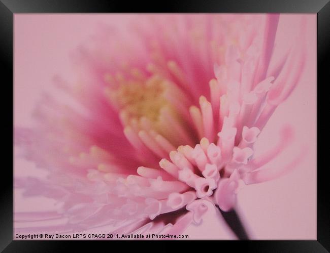 PINK FLOWER Framed Print by Ray Bacon LRPS CPAGB