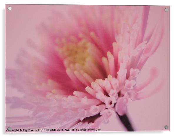 PINK FLOWER Acrylic by Ray Bacon LRPS CPAGB