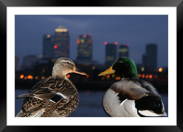 Canary Duck Framed Mounted Print by mark blower