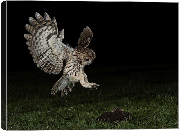   Tawny Owl Hunting Canvas Print by Mike Hudson