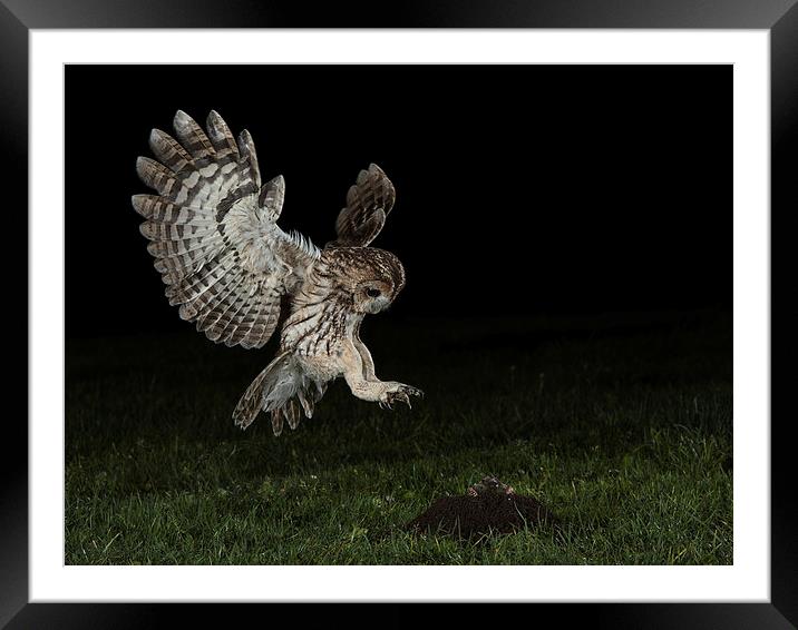   Tawny Owl Hunting Framed Mounted Print by Mike Hudson