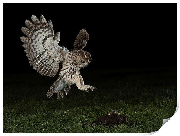   Tawny Owl Hunting Print by Mike Hudson