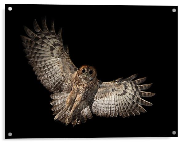  Incoming Tawny Owl Acrylic by Mike Hudson