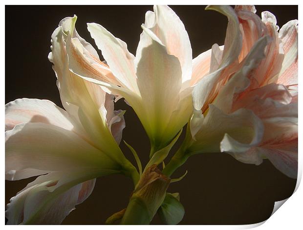 Amaryllis trio Print by Heather Gale