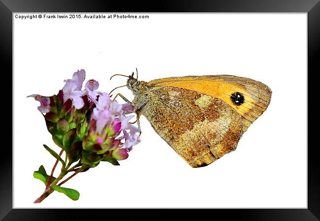  The Gatekeeper butterfly feeding Framed Print by Frank Irwin