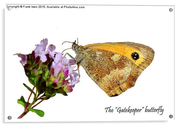 The Gatekeeper butterfly feeding Acrylic by Frank Irwin