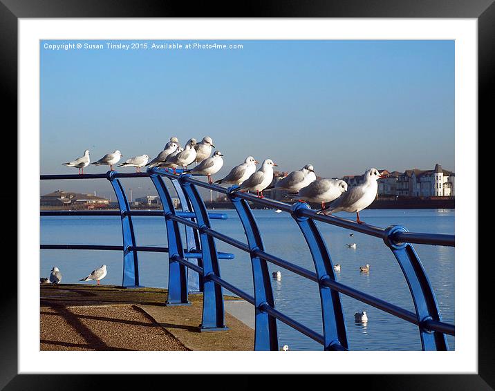 Resting Gulls  Framed Mounted Print by Susan Tinsley