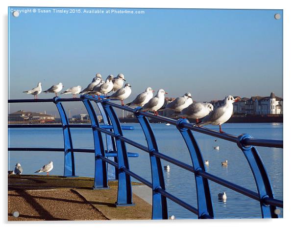 Resting Gulls  Acrylic by Susan Tinsley