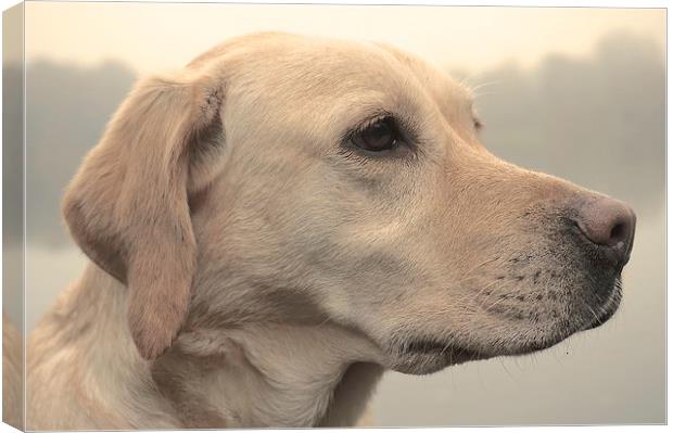  Five year old Yellow Labrador Dog Canvas Print by Sue Bottomley