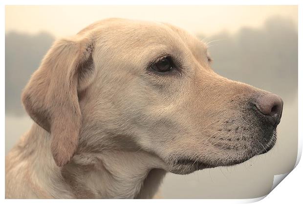  Five year old Yellow Labrador Dog Print by Sue Bottomley