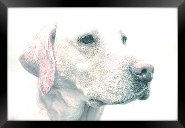  Drawing Photo affect of a Yellow Labrador Dog Framed Print by Sue Bottomley