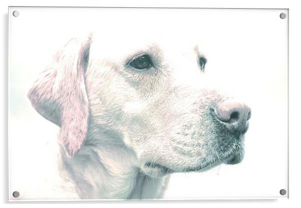  Drawing Photo affect of a Yellow Labrador Dog Acrylic by Sue Bottomley