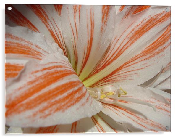 Natural Amaryllis Acrylic by Heather Gale