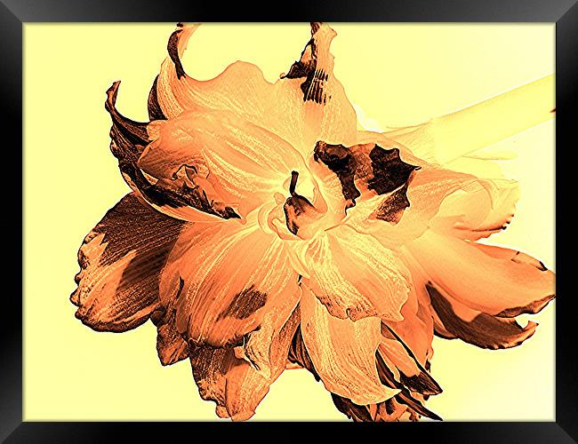 Amaryllis Terracotta Framed Print by Heather Gale