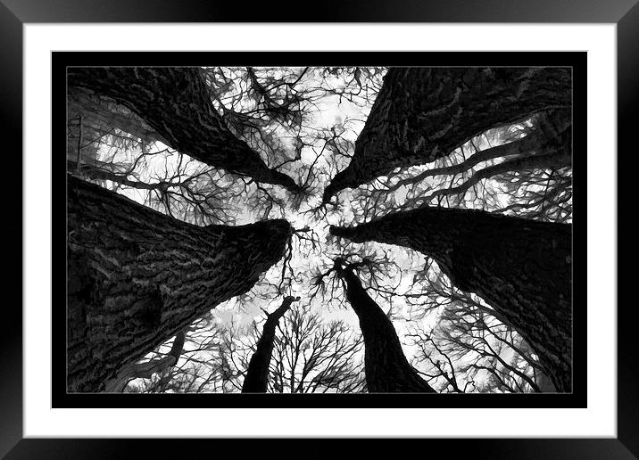   Spooky trees Framed Mounted Print by David Portwain
