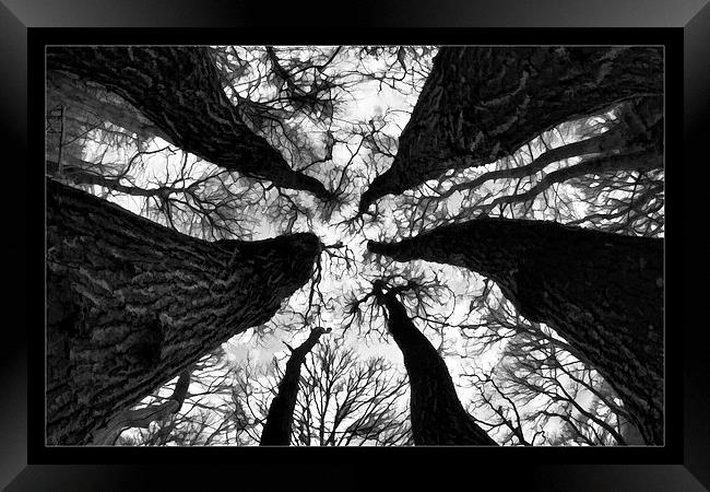   Spooky trees Framed Print by David Portwain