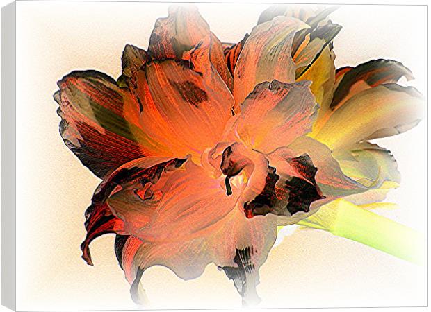 Tiger Amaryllis Canvas Print by Heather Gale